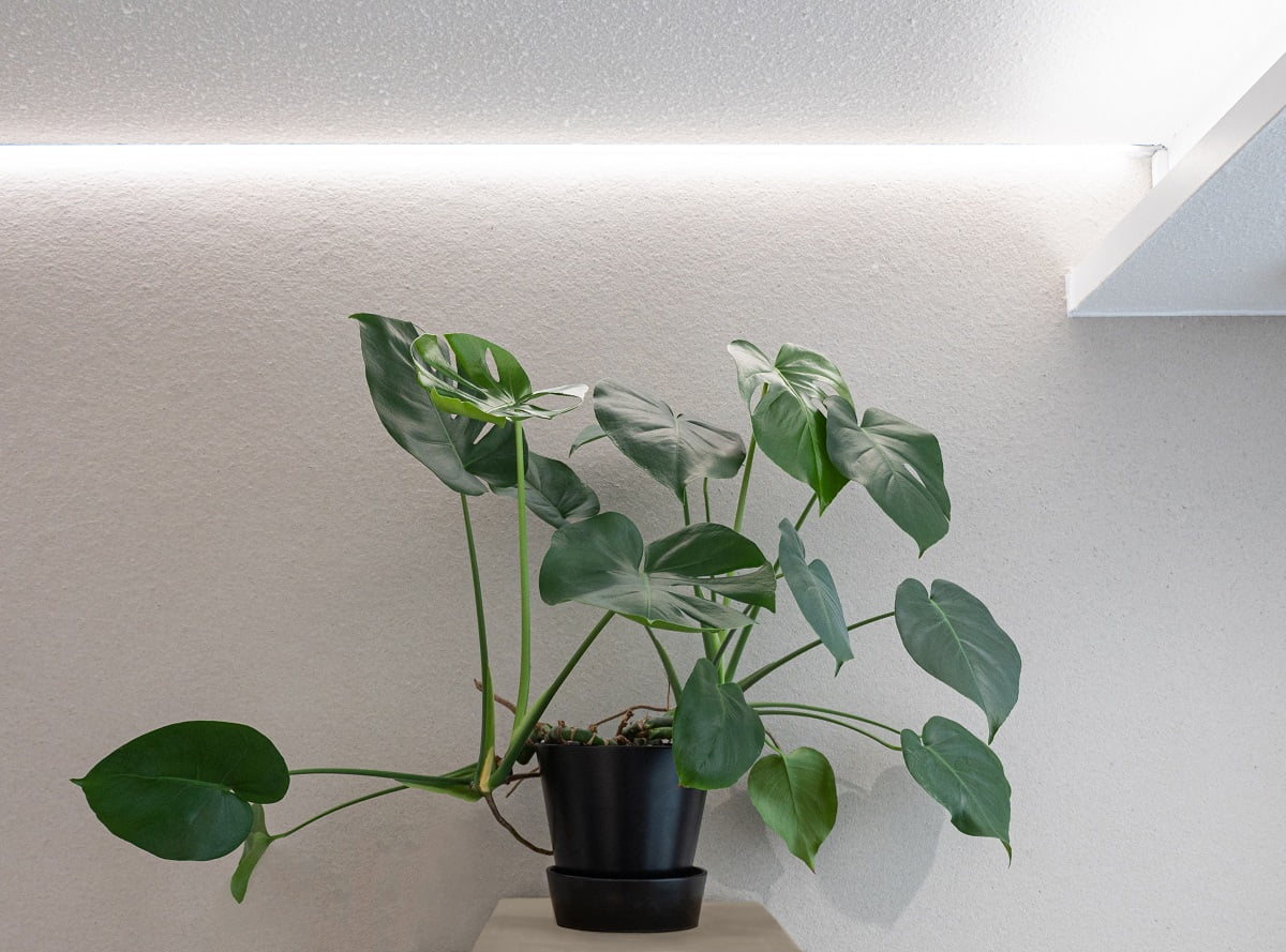 LedStore.fi tarjoaa upeaa tunnelmaa luovan LED-valaistuksen, joka täydentää sisustuksesi. Tässä esimerkissä vihreä monstera-kasvi mustassa ruukussa lepää vaaleansävyisellä puisella pinnalla. Ylhäältä tuleva LED-valaistus kasvin kauneuttahillitysti. Kun kasvi on seinän vaalean, yksivärisen eteen, kokonaisuus luo piirin ja rauhoittavan ilman kotiisi tai toimistoosi.